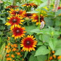 Beet- und Balkonpflanzen: Orange Blüten